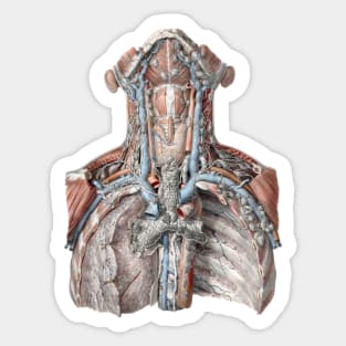 Vintage Science, Human Anatomy with the Throat, Neck, Chest and Ribs Sticker